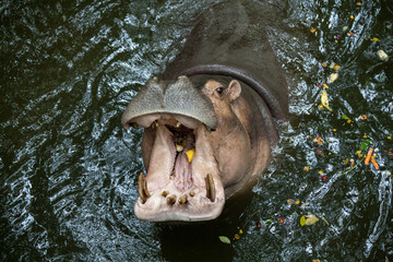 Portrait of Hippo with open mouth and dirty teeth. the view from the top