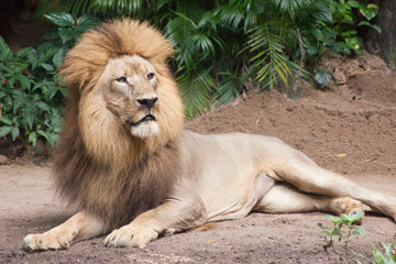 lion male relaxes and lies on the ground with copy space