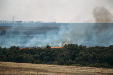 Fototapeta premium Fire in forest, smoke from wildfire