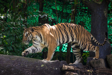 Beautiful tiger is going on the tree in the forest