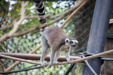 Naklejka premium cute nice ring-tailed lemur (Lemur catta) going on the tree bunch