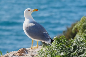 Möwe in Gibraltar genießt Aussicht