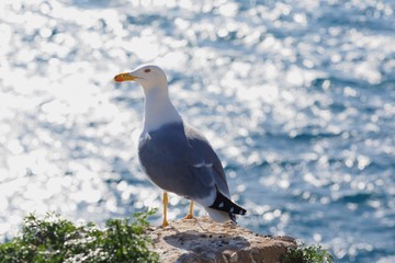 Möwe an Gibraltars Felsenküste