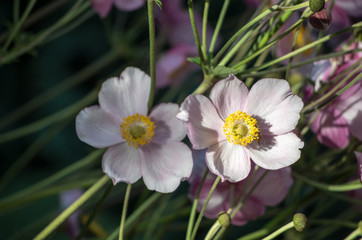 Fall Blooming Anemones in Piechowice, Poland