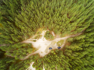 Pines in dunes at Baltic sea coast.