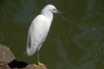 Snowy egret fishing in shallow lake