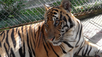 Vacanza in Thailandia 