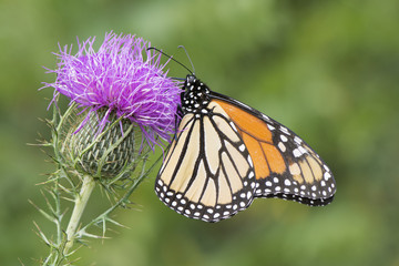 Butterfly 2017-115 / Monarch on thistle