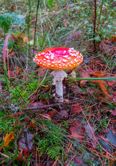 The spotted red fly agaric in autumn forest. Mushroom on a glade in autumn mushroom forest.