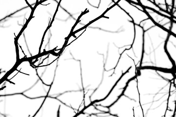 Abstract isolate black and white of dried tree