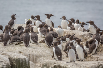 Fototapeta premium Large nesting seabird colony