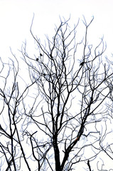 Abstract isolate black and white of dried tree