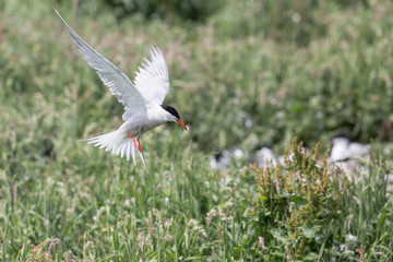 Arctic Tern in flight