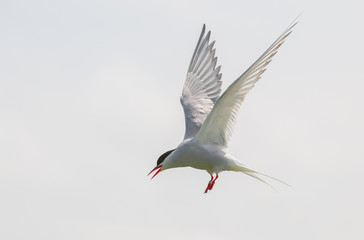 Arctic Tern in flight