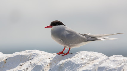 Arctic Tern sstanding on wall