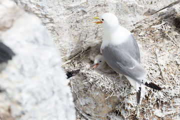 Kittiwake and chick