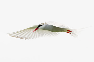 Arctic Tern