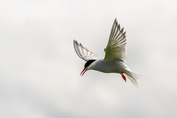 Arctic Tern