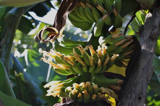 Planta&ccedil;&otilde;es de banana na ilha de S&atilde;o Miguel, A&ccedil;ores, Portugal,