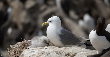 Kittiwake and chick