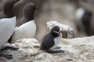 Guillemot (Uria aalge) chick