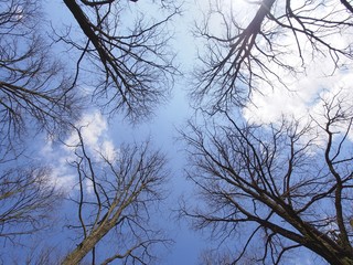 Himmelwärts durch die Baumkronen