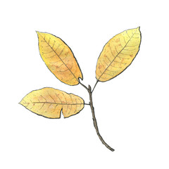 hand drawn watercolor isolated yellow leaves on white background