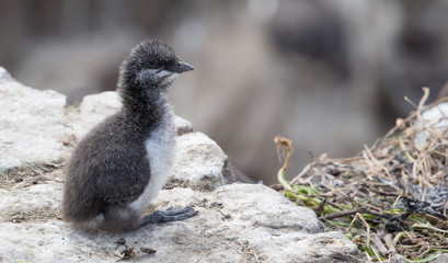 Guillemot (Uria aalge) chick