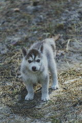 A boy is playing in the woods with Husky puppies.
