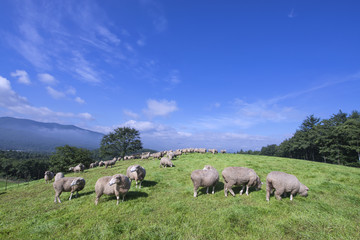 Naklejka na ściany i meble Group of Sheep on a Meadow