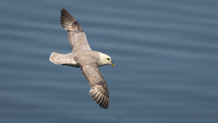 Fulmar in flight over the sea