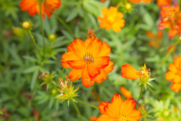 red and orange cosmos flower in green nature background.  flower in garden. Natural flower in field. Mexican Aster Cosmos