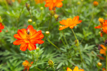 red and orange cosmos flower in green nature background.  flower in garden. Natural flower in field. Mexican Aster Cosmos