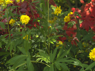 Colorful Autumn Flowers
