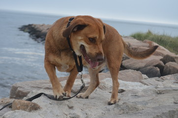 Tan dog smiling and playing at the beach 
