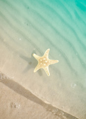 Fototapeta na wymiar starfish on the summer beach with sand