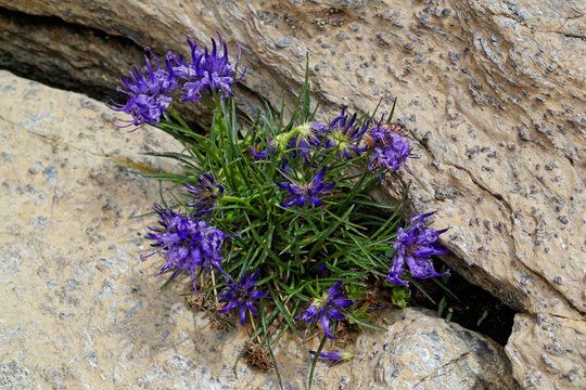 Halbkugelige Teufelskralle, Phyteuma hemisphaericum, Blumen in den Alpen, Bergblumen, alpine Flora