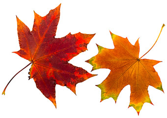 Fototapeta premium autumn leaves.