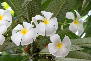 white plumeria flowers and leaf on nature background
