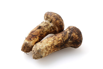 松茸　Matsutake mushroom