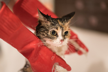 Cat bath. Wet cat. Girl washes cat in the bath in red rubber gloves