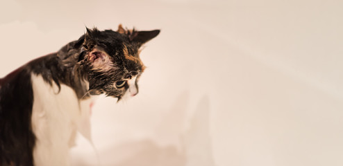 Wet cat after a bath, copy space