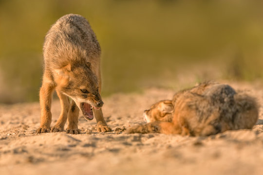 European Golden jackals dominance and submission