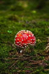 mushroom