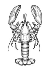 Ink sketch of lobster. - obrazy, fototapety, plakaty