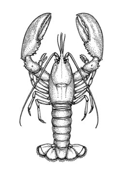 Ink sketch of lobster.
