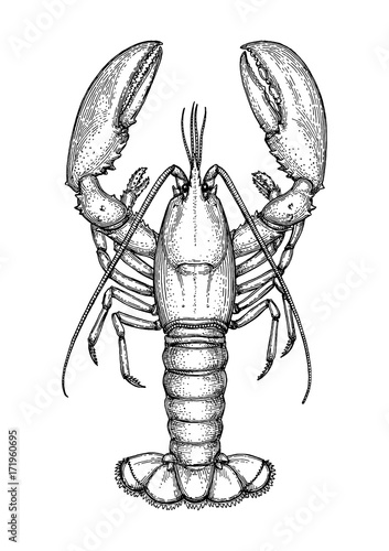  Ink sketch of lobster . Stock image and royalty-free vector files on 