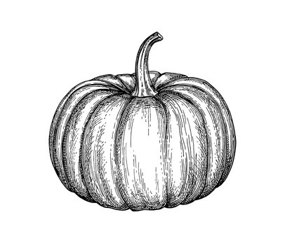Ink sketch of pumpkin.