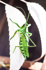 grasshopper