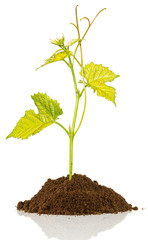 plant de vigne sur motte de terre